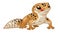 Cute cartoon leopard gecko