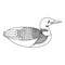 Cute, cartoon loon bird. Line art