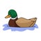 Cute cartoon mallard duck on pond vector clipart. Wildlife animal waterfowl for nature lovers. Stylized fun kids nature