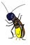 cute cartoon mascot firefly-stella illustration drawing,coloring