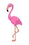 Cute cartoon pink flamingo. Drawing african baby wild exotic tropical bird. Kind smiling jungle safari flamingos