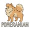 Cute cartoon pomeranian dog breed with text word print vector clipart. Pedigree kennel doggie breed for dog lovers