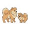 Cute cartoon pomeranian dog and puppy breed vector clipart. Pedigree kennel doggie breed for dog lovers. Purebred domestic for pet