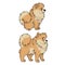 Cute cartoon Pomeranian dog vector clipart. Pedigree kennel doggie for pet parlor. Purebred domestic spitz puppy