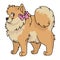 Cute cartoon pomeranian with girly bow vector clipart. Pedigree kennel doggie breed for dog lovers. Purebred domestic dog for pet