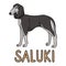 Cute cartoon saluki dog breed with text word print vector clipart. Pedigree kennel doggie breed for dog lovers. Purebred