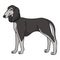 Cute cartoon saluki dog breed vector clipart. Pedigree kennel doggie breed for dog lovers. Purebred domestic puppy for