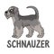 Cute cartoon schnauzer dog breed with text word print vector clipart. Pedigree kennel doggie breed for dog lovers