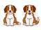 Cute cartoon St Bernard puppy