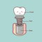 Cute cartoon tooth implant anatomy