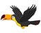 Cute cartoon toucan bird flying
