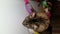 Cute cat appears to be decorating with colorful paper chain garland