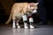 Cute cat with bionic prosthetic paws implants. Generative AI