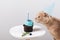 Cute cat in birthday hat with delicious cupcake with candle on light background. Copy space
