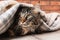 Cute cat with blanket on floor. Warm and cozy winter