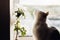 Cute cat and blooming apple branch in warm sunlight against window. Adorable atmospheric moment. Kitten and delicate flowers in