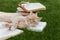 Cute cat with book and glasses lying on green lawn