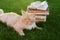 Cute cat with book and glasses lying on green meadow