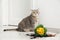 Cute cat and broken flower pot with primrose plant on floor indoors