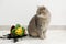 Cute cat and broken flower pot with primrose plant on floor indoors