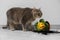 Cute cat and broken flower pot with primrose plant on floor indoors