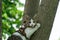 Cute Cat Climbing A Tree