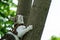 Cute Cat Climbing A Tree