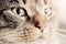 Cute cat close-up portrait. Focus on its magnetic eye
