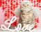 Cute cat Cupid on a pink background, Angel, Valentine`s Day