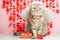 Cute cat Cupid on a pink background, Angel, Valentine`s Day