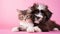 Cute Cat and Dog Hugging each other on Pink Isolated