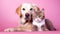 Cute Cat and Dog Hugging each other on Pink Isolated