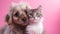 Cute Cat and Dog Hugging each other on Pink Isolated