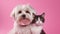 Cute Cat and Dog Hugging each other on Pink Isolated