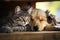 Cute cat and dog sleeping together on wooden shelf, closeup, Cat and dog sleeping together, AI Generated