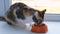 Cute cat eating from a bowl. Hungry tricolor cat eat dry food