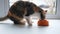 Cute cat eating from a bowl. Hungry tricolor cat eat dry food