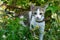 Cute Cat Enjoying Her Morning Walk