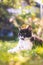 Cute cat is enjoying the summer. Black white cat is lying in the grass of the own garden, blurry colorful background