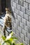 Cute cat in front of doors by grey bricky wall