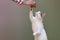 Cute cat grabbing sausage from a man\'s hand.
