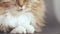 Cute cat on gray studio background, fluffy Siberian cat, part of cat face, nose, whiskers and furry chest