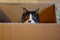 Cute cat hiding in cardboard box.