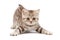 cute cat isolated pictures