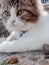 Cute cat kitten animal pet white eye face beauty backgrounds