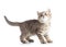 Cute cat kitten standing profile side view over white background cutout