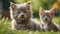 Cute cat on a lawn grass nature kitten friendly outdoors funny summer