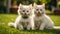 Cute cat on a lawn grass nature kitten friendly outdoors funny summer together