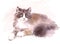 Cute Cat Laying Down Watercolor Pet Portrait Illustration Hand Painted