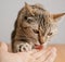 Cute cat licking a man's hand, friendship.